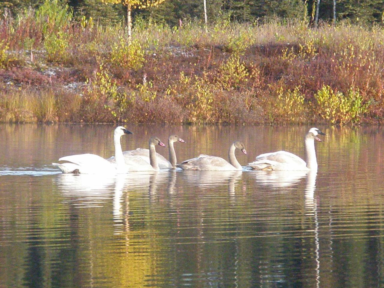 Talkeetna Lakeside Cabins Denali Esterno foto